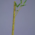 Бамбук стебель длинный св.зелёный с веточкой от TREEZ, TZ.PL.TR.1404, 1-я фотография мини
